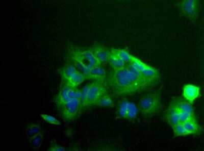 Immunocytochemistry/Immunofluorescence: Kv1.2 Antibody [NBP1-42802] - Detection of Kv1.2 (Green) in 293 human embryonic kidney cells using NBP1-42802.  Nuclei (Blue) are counterstained using Hoechst 33258.