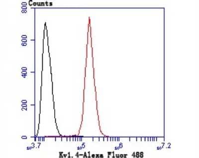 Flow Cytometry: Kv1.4 Antibody [NBP2-75552] - Analysis of SH-SY5Y cells with Kv1.4 antibody at 1/50 dilution (red) compared with an unlabelled control (cells without incubation with primary antibody; black). Alexa Fluor 488-conjugated goat anti rabbit IgG was used as the secondary antibody.