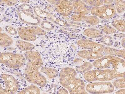 Immunohistochemistry-Paraffin: Kv1.6 Antibody [NBP2-98145] - Immunochemical staining of human Kv1.6 in human kidney with rabbit polyclonal antibody at 1:100 dilution, formalin-fixed paraffin embedded sections.