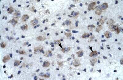 Immunohistochemistry Kv10.2 Antibody