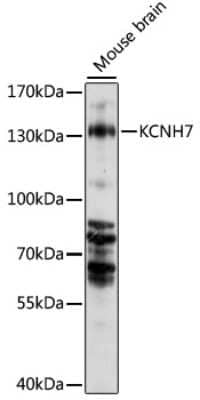 Western Blot: Kv11.3 Antibody [NBP3-03211] - Analysis of extracts of mouse brain, using Kv11.3 antibody at 1000 dilution. Secondary antibody: HRP Goat Anti-Rabbit IgG (H+L) at 1:10000 dilution. Lysates/proteins: 25ug per lane. Blocking buffer: 3% nonfat dry milk in TBST. Detection: ECL Basic Kit .