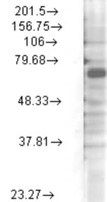 Western Blot: Kv3.4 Antibody (S72-16) [NBP1-47609] - analysis of Rat brain membrane lysate showing detection of Kv3.4 Potassium Channel protein using Mouse Anti-Kv3.4 Potassium Channel Monoclonal Antibody, Clone S72-16 . Load: 15 ug protein. Block: 1.5% BSA for 30 minutes at RT. Primary Antibody: Mouse Anti-Kv3.4 Potassium Channel Monoclonal Antibody at 1:1000 for 2 hours at RT. Secondary Antibody: Sheep Anti-Mouse IgG: HRP for 1 hour at RT.