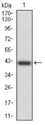Western Blot: Kv4.2 Antibody (5B11B9) [NBP2-52497] - Western blot analysis using KCND2 mAb against human KCND2 (AA: 27-184) recombinant protein. (Expected MW is 42.3 kDa)