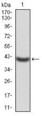 Western Blot: Kv4.2 Antibody (7G6A10) [NBP2-52498] - Analysis using KCND2 mAb against human KCND2 (AA: 27-184) recombinant protein. (Expected MW is 42.3 kDa)