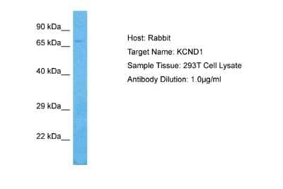 Western Blot: Kv4.1 Antibody [NBP2-87705] - WB Suggested Anti-KCND1 antibody Titration: 1 ug/mL. Sample Type: Human 293T Whole Cell