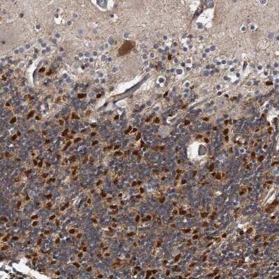 Immunohistochemistry-Paraffin: Kv4.3 Antibody [NBP1-82864] - Staining of human cerebellum shows cytoplasmic positivity in cells in granular layer.