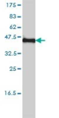 Western Blot: Kv5.1 Antibody (1B2-7B6) [H00003754-M01] - KCNF1 monoclonal antibody (M01), clone 1B2-7B6 Analysis of KCNF1 expression in Hela.