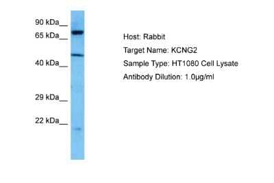 Western Blot: Kv6.2 Antibody [NBP2-83133] - Host: Rabbit. Target Name: KCNG2. Sample Tissue: Human HT1080 Whole Cell lysates. Antibody Dilution: 1ug/ml