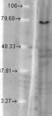 Western Blot: Kv7.1 Antibody (S37A/10) [NBP2-12897] - Analysis of hamster T-CHO cell lysate showing detection of KCNQ1 protein using Mouse Anti-KCNQ1 Monoclonal Antibody, Clone S37A/10. Load: 15 ug protein. Block: 1.5% BSA for 30 minutes at RT. Primary Antibody: Mouse Anti-KCNQ1 Monoclonal Antibody at 1:1000 for 2 hours at RT. Secondary Antibody: Sheep Anti-Mouse IgG: HRP for 1 hour at RT.