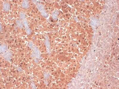 Immunohistochemistry-Frozen: Kv7.2 Antibody (S26A-23) [NBP2-12898] - Tissue: frozen brain section. Species: Mouse. Fixation: 10% Formalin Solution for 12-24 hours at RT. Primary Antibody: Mouse Anti-KCNQ2 Monoclonal Antibody at 1:1000 for 1 hour at RT. Secondary Antibody: HRP/DAB Detection System: Biotinylated Goat Anti-Mouse, Streptavidin Peroxidase, DAB Chromogen (brown) for 30 minutes at RT. Counterstain: Mayer Hematoxylin (purple/blue) nuclear stain at 250-500 ul for 5 minutes at RT.