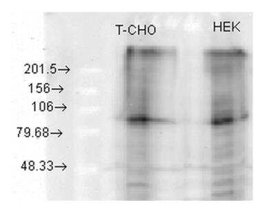 Western Blot: Kv7.2 Antibody (S26A-23) [NBP2-12898] - Analysis of Human, hamster HEK and CHO cell lysates showing detection of KCNQ2 protein using Mouse Anti-KCNQ2 Monoclonal Antibody,  Load: 15 ug protein. Block: 1.5% BSA for 30 minutes at RT. Primary Antibody: Mouse Anti-KCNQ2 Monoclonal Antibody  at 1:1000 for 2 hours at RT. Secondary Antibody: Sheep Anti-Mouse IgG: HRP for 1 hour at RT. KCNQ2 overexpressed.