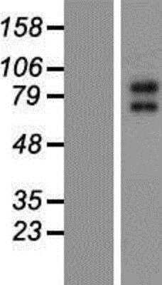 Western Blot: Kv7.2 Overexpression Lysate (Native) [NBP2-05194] - Kv7.2 Overexpression Lysate (Native) Left-Empty vector transfected control cell lysate (HEK293 cell lysate); Right -Over-expression Lysate for KCNQ2.