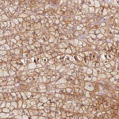 Immunohistochemistry-Paraffin: Kv7.1 Antibody [NBP2-31876] - Staining of human adrenal gland shows high expression.