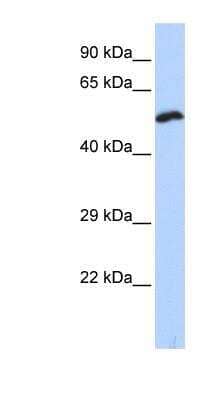 Western Blot: Kv9.1 Antibody [NBP1-80063] - Kv9.1 Antibody Hela cell lysate, concentration 0.2-1 ug/ml.