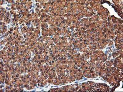 Immunohistochemistry-Paraffin: KvBeta1.1 Antibody (4E7) [NBP2-01526] - Staining of paraffin-embedded Human pancreas tissue using anti-KvBeta1.1 mouse monoclonal antibody.