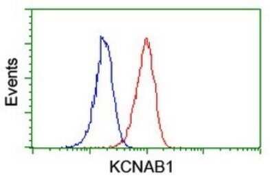 Flow Cytometry: KvBeta1 Antibody (OTI7F12) - Azide and BSA Free [NBP2-71349] - Analysis of Jurkat cells, using KCNAB1 antibody (Red), compared to a nonspecific negative control antibody (Blue).
