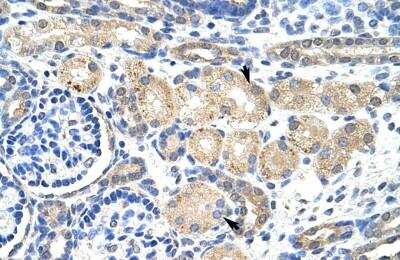 Immunohistochemistry-Paraffin: KvBeta2 Antibody [NBP1-80272] - Human kidney Tissue, antibody concentration 4-8ug/ml. Cells with positive label: renal corpuscle cells (indicated with arrows) 400X magnification.