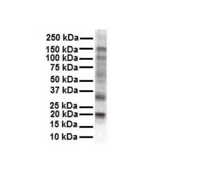Western Blot: KvBeta2 Antibody [NBP1-80096] - Antibody  Titration: 1 ug/ml Human HepG2.