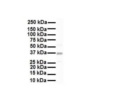 Western Blot: KvBeta2 Antibody [NBP1-80097] - Antibody  Titration: 1 ug/ml Human HepG2.