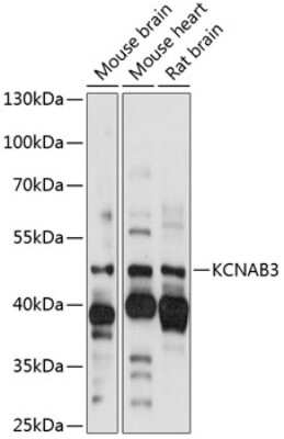 Western Blot KvBeta3 Antibody - Azide and BSA Free