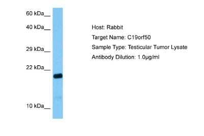 Western Blot KxDL motif containing 1 Antibody - BSA Free