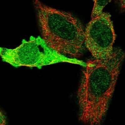 <b>Orthogonal Strategies Validation. </b>Immunocytochemistry/Immunofluorescence: Kynureninase Antibody [NBP2-14180] - Staining of human cell line A549 shows localization to nucleoplasm & cytosol. Antibody staining is shown in green.