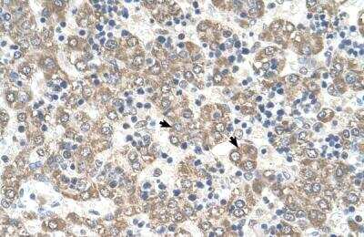 Immunohistochemistry-Paraffin: Kynureninase Antibody [NBP1-56545] - Human Liver Tissue, antibody concentration 4-8ug/ml. Cells with positive label: Hepatocytes (indicated with arrows) 400X magnification.