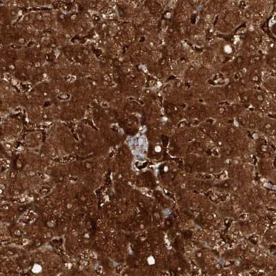 Immunohistochemistry-Paraffin: Kynureninase Antibody [NBP2-14180] - Staining of human liver shows high expression.