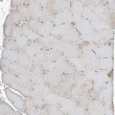 Immunohistochemistry-Paraffin: Kynureninase Antibody [NBP2-14180] - Staining of human skeletal muscle shows low expression as expected.