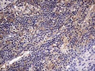 Immunohistochemistry: Kynureninase Antibody (OTI1H1) - Azide and BSA Free [NBP2-71400] - Analysis of Human lymph node tissue.