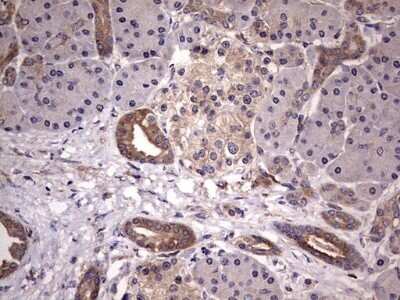 Immunohistochemistry: Kynureninase Antibody (OTI1H1) - Azide and BSA Free [NBP2-71400] - Analysis of Human pancreas tissue.