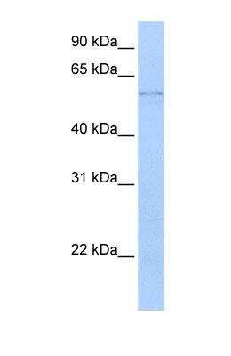 Western Blot: Kynureninase Antibody [NBP1-56545] - KYNU Antibody [NBP1-56545] - HepG2 cell lysate, Antibody Titration: 0.2-1 ug/ml