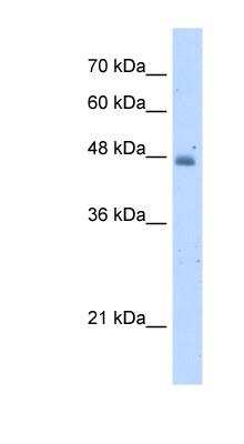 Western Blot: Kynureninase Antibody [NBP1-57569] - HepG2 cell lysate, concentration 5.0ug/ml.