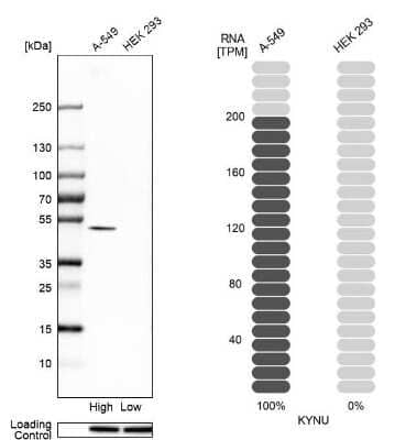 Western Blot: Kynureninase Antibody [NBP2-14180] - Analysis in human cell lines A-549 and HEK293 using anti-KYNU antibody. Corresponding KYNU RNA-seq data are presented for the same cell lines. Loading control: anti-HSP90B1.