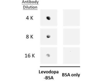 Dot Blot: L-DOPA Antibody [NBP3-06881] - Analysis of 100 ng BSA-conjugated levodopa, using levodopa antibody  at 1:4000, 1:8000, and 1:16000.