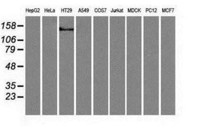 Western Blot: L1CAM Antibody (OTI2A6) - Azide and BSA Free [NBP2-71097] - Analysis of extracts (35ug) from 9 different cell lines by using anti-L1CAM monoclonal antibody.