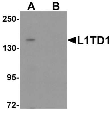 Western Blot L1TD1 Antibody - BSA Free
