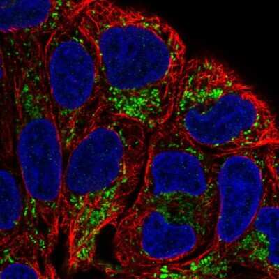 Immunocytochemistry/Immunofluorescence: L2HGDH Antibody [NBP2-57724] - Staining of human cell line RT4 shows localization to mitochondria.