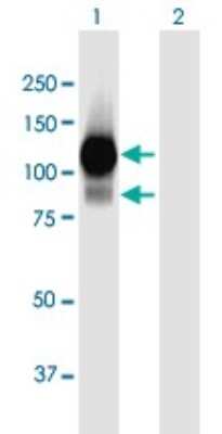Western Blot: L3MBTL1 Antibody [H00026013-B01P] - Analysis of L3MBTL expression in transfected 293T cell line by L3MBTL polyclonal antibody.  Lane 1: L3MBTL transfected lysate(84.92 KDa). Lane 2: Non-transfected lysate.
