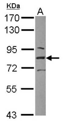 Western Blot: L3MBTL1 Antibody [NBP2-19317] - Sample (30 ug of whole cell lysate) A: HeLa nucleus 7. 5% SDS PAGE gel, diluted at 1:1000.
