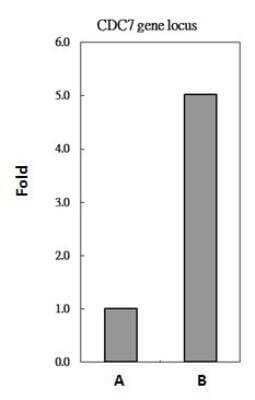 Chromatin Immunoprecipitation L3MBTL2 Antibody