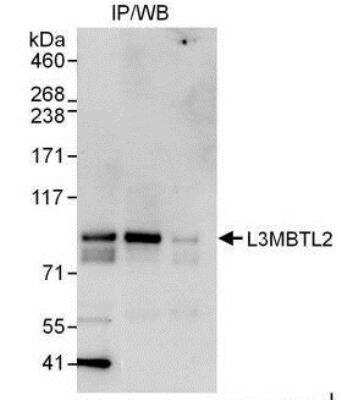 <b>Independent Antibodies Validation. </b>Immunoprecipitation: L3MBTL2 Antibody [NBP1-49965] - Detection of Human L3MBTL2 by Western Blot of Immunoprecipitates. Samples: Whole cell lysate (1 mg for IP, 20% of IP loaded) from HeLa cells.  Antibodies: Affinity purified rabbit anti-L3MBTL2 antibody used for IP at 3 mcg/mg lysate.  L3MBTL2 was also immunoprecipitated by rabbit anti-L3MBTL2 antibody which recognizes an upstream epitope.  For blotting immunoprecipitated L3MBTL2 was used at 1 mcg/ml.  Detection: Chemiluminescence with an exposure time of 30 seconds.