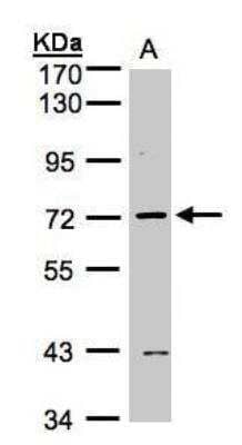 Western Blot L3MBTL2 Antibody