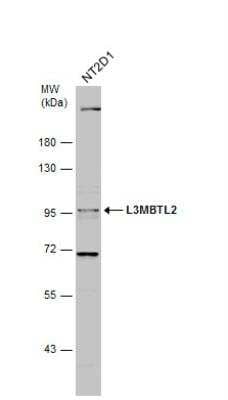 Western Blot L3MBTL2 Antibody - BSA Free
