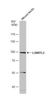 Western Blot: L3MBTL2 Antibody [NBP1-32621] - Mouse tissue extract (50 ug) was separated by 7.5% SDS-PAGE, and the membrane was blotted with L3MBTL2 antibody diluted at 1:500.