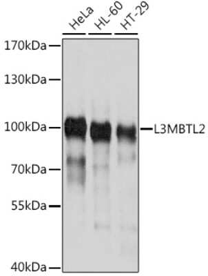 Western Blot: L3MBTL2 Antibody [NBP3-05067] - Analysis of extracts of various cell lines, using L3MBTL2 antibody at 1:1000 dilution. Secondary antibody: HRP Goat Anti-Rabbit IgG (H+L) at 1:10000 dilution. Lysates/proteins: 25ug per lane. Blocking buffer: 3% nonfat dry milk in TBST. Detection: ECL Basic Kit