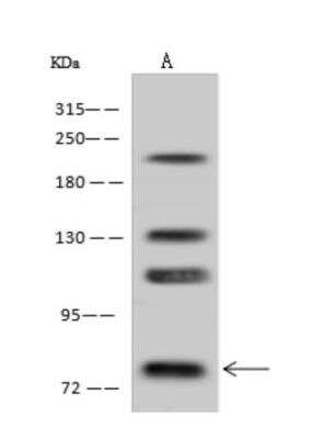 Western Blot: L3MBTL2 Antibody [NBP3-06352] - Anti-L3MBTL2 rabbit polyclonal antibody at 1:500 dilutionLane A: HeLa Whole Cell LysateLysates/proteins at 30 ug per lane.SecondaryGoat Anti-Rabbit IgG (H+L) HRP at 110000 dilution.Developed using the ECL technique.Performed under reducing conditions.Predicted band size:79 kDaObserved band size:79 kDa(We are unsure as to the identity of these extra bands.)