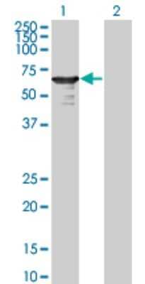 Western Blot: L3MBTL4 Antibody (1B9-1C12) [H00091133-M01] - Analysis of L3MBTL4 expression in transfected 293T cell line by L3MBTL4 monoclonal antibody (M01), clone 1B9-1C12.Lane 1: L3MBTL4 transfected lysate(61.3 KDa).Lane 2: Non-transfected lysate.