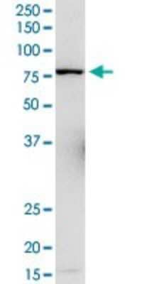 Western Blot: L3MBTL4 Antibody [H00091133-D01P] - Analysis of L3MBTL4 expression in IMR-32.