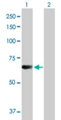 Western Blot: L3MBTL4 Antibody [H00091133-D01P] - Analysis of L3MBTL4 expression in transfected 293T cell line by L3MBTL4 polyclonal antibody.Lane 1: L3MBTL4 transfected lysate(61.30 KDa).Lane 2: Non-transfected lysate.